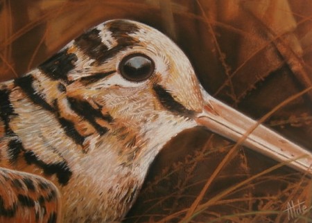 B&eacute;casse - Pastel 50 x 40
