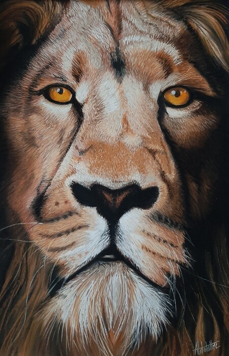 Lion 50x70