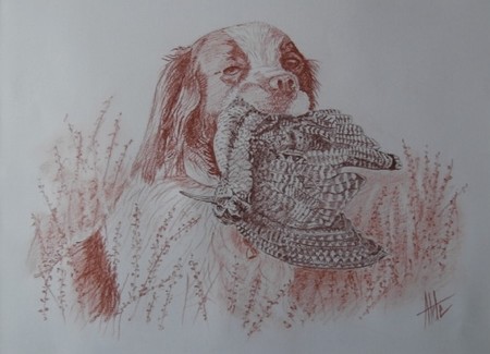 Epagneul &agrave; la b&eacute;casse - Sanguine / s&eacute;pia 40 x 50