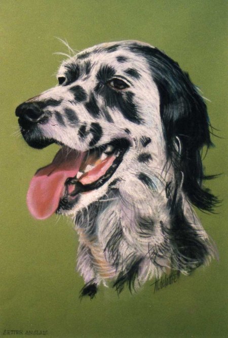 Setter - Pastel 50 x70