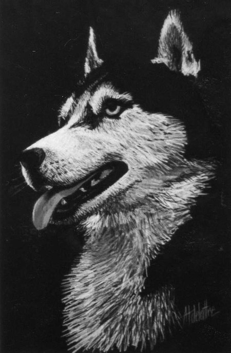 Husky - Pastel 30 x 40